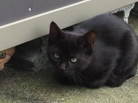2～3ヶ月の真っ黒野良猫