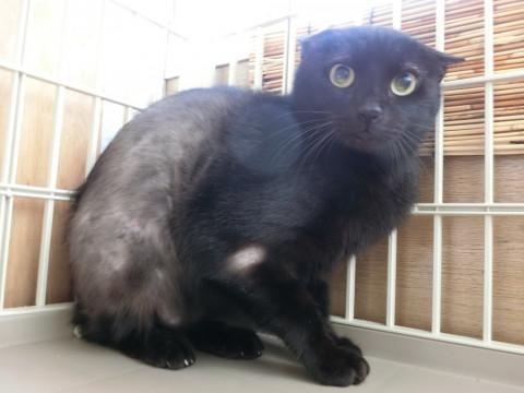 びくびくくろくん