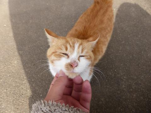 里親募集中