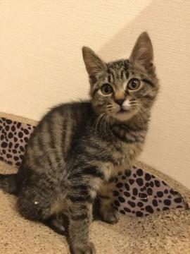 とても人懐こい3ヶ月の仔猫です