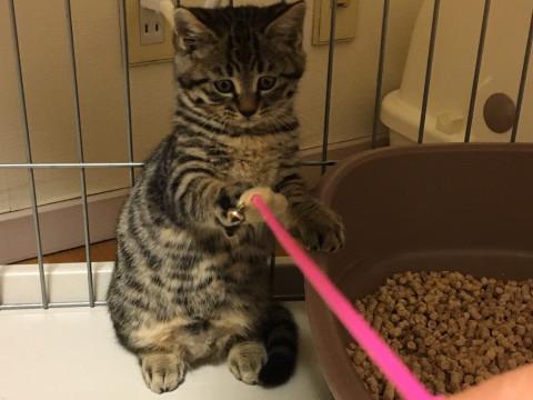 立ち姿が可愛いです