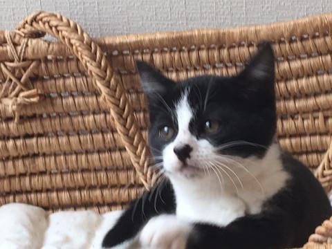 愛嬌のある顔立ちです