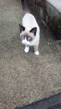 4ヶ月の子猫の男の子