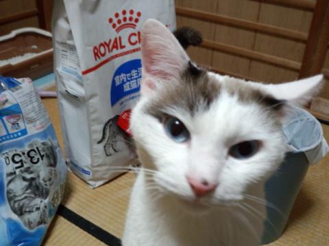 ブルーの瞳がキレイな男の子