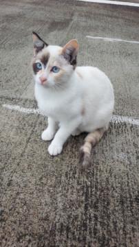 青い目のシャムミックス4ヶ月の子猫ちゃん