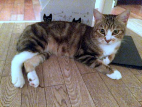 渦巻き模様　人が大好き添い寝が大好き