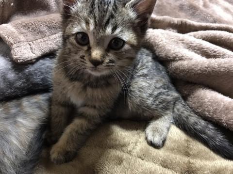 茶混じり キジトラ