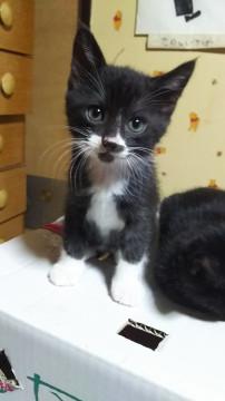 かわいいシロクロです