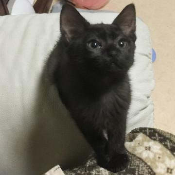 グレー系の黒猫くん② 札幌までお届け可