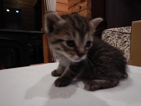 子猫の里親募集（11/11生）