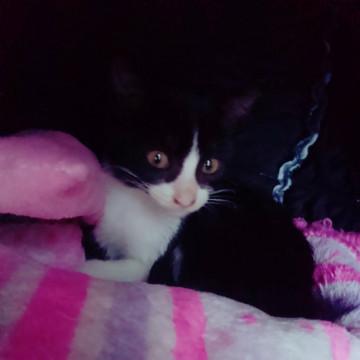 可愛いい子猫ちゃん里親募集！