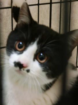 黒白めす