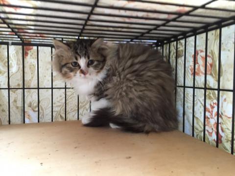 珍しい長毛キジシロ子猫、避妊済