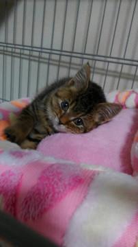 可愛くて元気なキジトラ美猫ちゃん