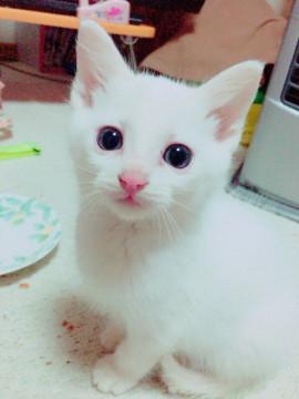 白猫の男の子✨