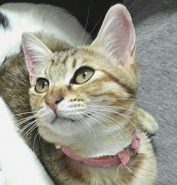 アメショ柄の美人な子猫