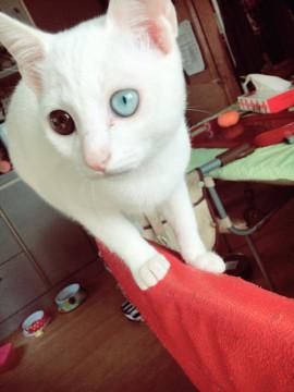 オッドアイの白猫ちゃん