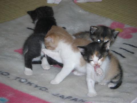 近所のお家で生まれた子猫たち1