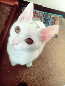 頭に黒い模様がある白猫ちゃん