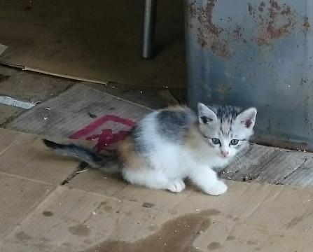 子猫里親募集(2ヶ月メス)