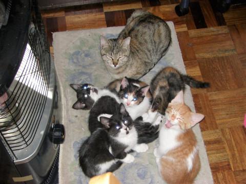 近所で生まれた子猫たち3