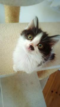 千葉県白井市より、半長毛の甘ったれちゃん