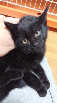 これから人慣れ要!黒猫♂