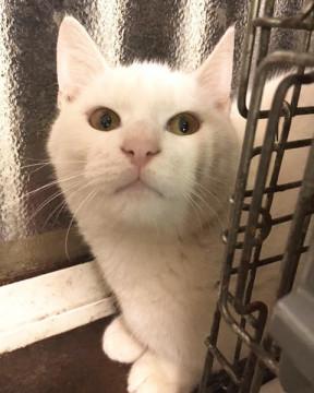 子猫の里親募集中！！まるくん♪