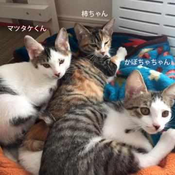 かぼちゃ（秋の味覚シリーズ）キジ白