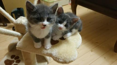 かわいい灰白兄妹（6週齢）