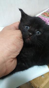 可愛い!黒猫♂