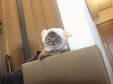 かわいい❤️ねこひつじちゃん