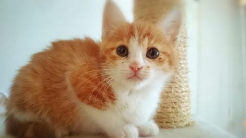 千葉県白井市より、茶白くん