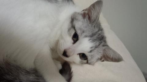 おとなしめ美男子 躾済み