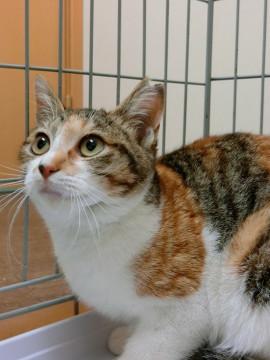 母猫思いの優しい虹三毛