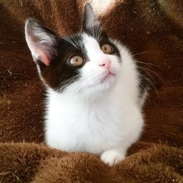 可憐で凛とした正統派美少女。