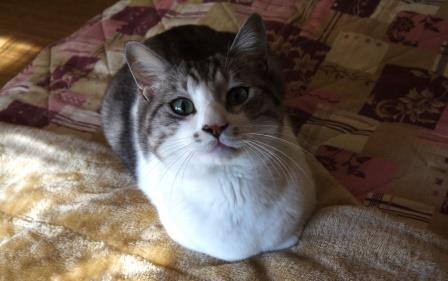 お留守番できます♪甘えん坊グレートラ×白