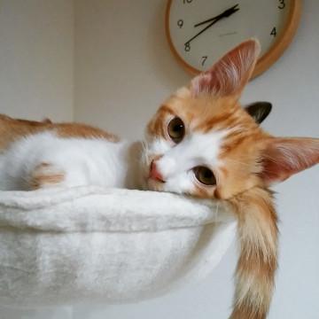 猫でも人でも犬でもなんでもござれ。