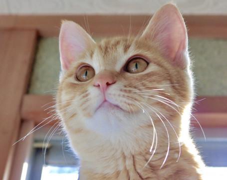 優しくてとてもかわいい❤️茶トラの女の子