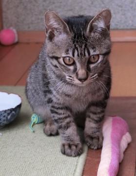 甘えん坊で元気いっぱい❤️キジトラ男の子