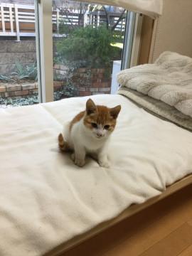 おっとりした子猫ちゃんです