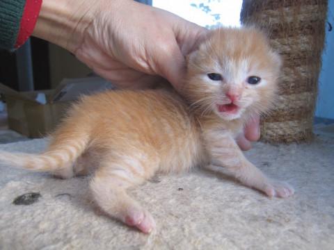 可愛い赤ちゃん茶トラ