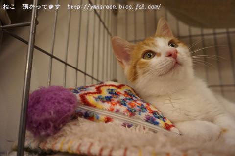 おしゃべりで甘えん坊なやんちゃ猫チロル