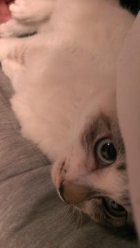 ブルーのお目目の美人さん