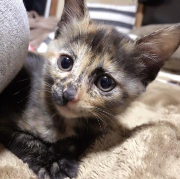 桁外れに 可愛いパステル サビちゃん