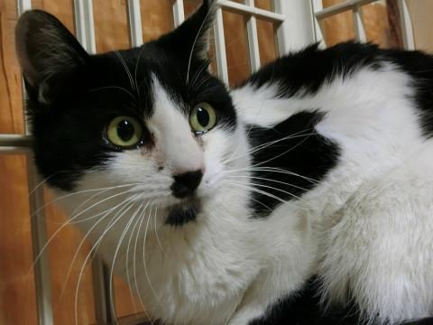 ちょび髭も愛嬌！おっとり白黒まま　