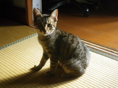 全身しましまの甘えん坊