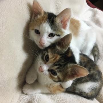 可愛い三つ毛の猫ちゃん