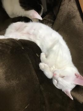 ☆ブルーアイの白猫メス３ヶ月
