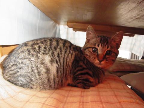 ワンちゃんが大好きな人なればっちり女子